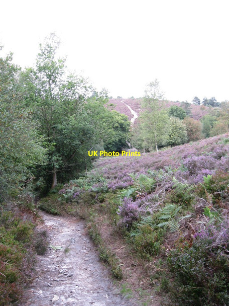 Photo 6"x4" Greensand Way crossing Hindhead Common Haslemere c2010