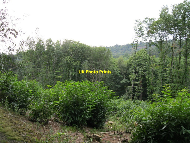 Photo 6"x4" Coppiced chestnut trees on Hindhead Common Grayswood c2010