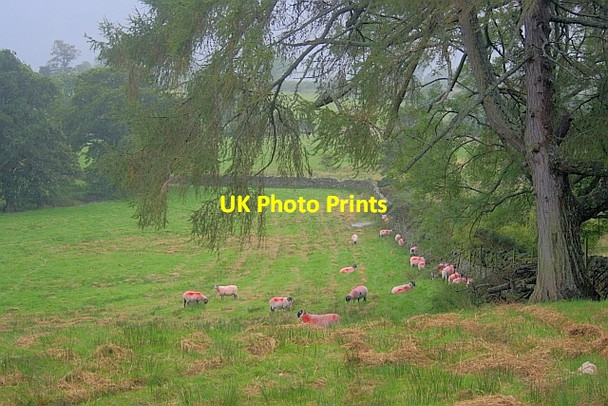 Photo 6"x4" Red Sheep Sheltering Behind a Wall Longthwaite\/NY4322 c2011
