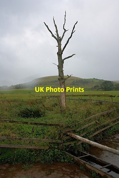 Photo 6"x4" Water Trough and Dead Tree Hutton\/NY4326 c2011