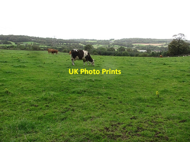 Photo 6"x4" Cattle, Drumelzier Denny c2011