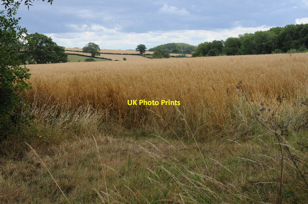 Photo 6"x4" Arable land near Edwyn Ralph Edvin Loach c2011