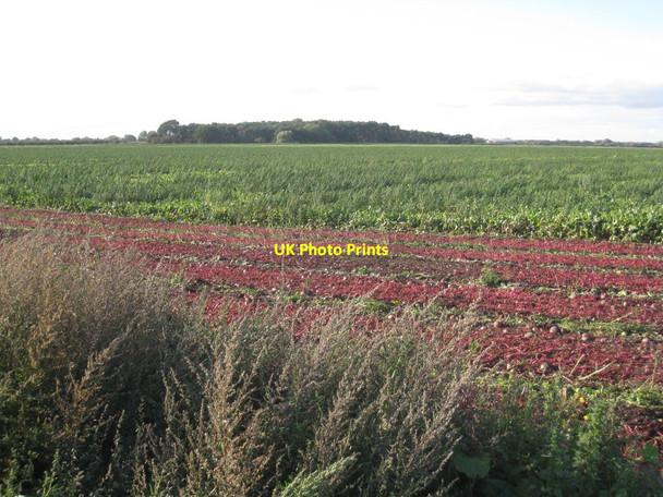 Photo 6"x4" View towards Fox Covert Misson c2011