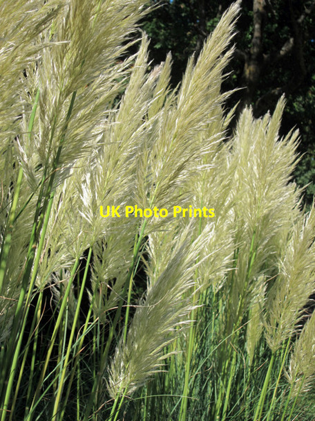 Photo 6"x4" Pampas Grass by Hampden Park Drive Eastbourne\/TQ5900 c2011
