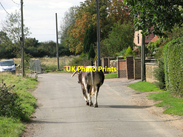 Photo 6"x4" Walking along Chequers Lane, North Runcton Common North Runcton c2011