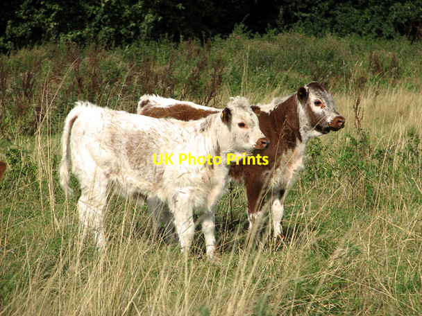 Photo 6"x4" English Longhorn calves on North Runcton Common North Runcton c2011