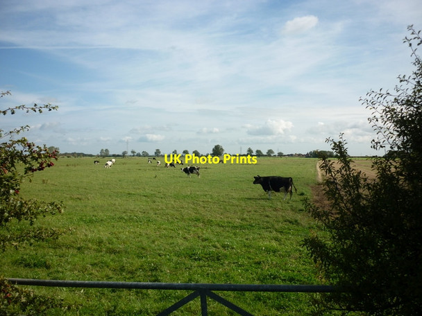 Photo 6"x4" Cows grazing in fields down Drove Lane Wawne c2011