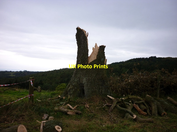 Photo 6"x4" Head for the big tree #3 Oldstead c2011