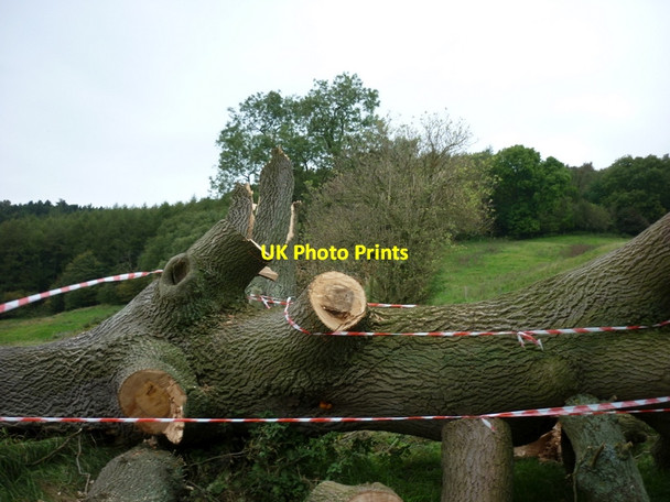 Photo 6"x4" Head for the big tree #4 Oldstead c2011