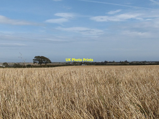 Photo 6"x4" Grainfield east of Church Road Bishops Court\/J5642 c2011