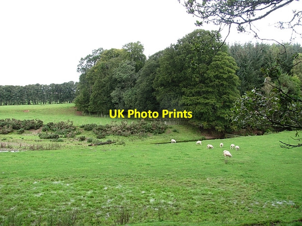 Photo 6"x4" Edge of woodland Lauder c2011