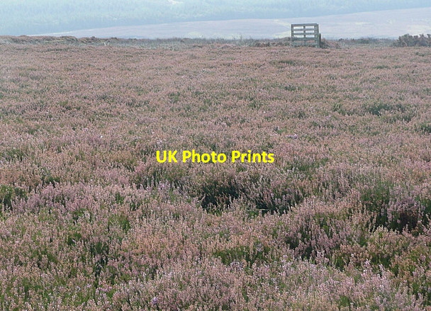 Photo 6"x4" Wheeldale Moor Stape c2011