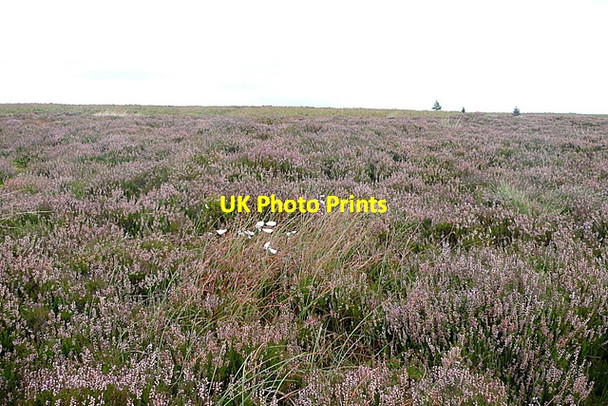 Photo 6"x4" Egton High Moor Upper Heads c2011