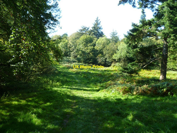 Photo 6"x4" Grassy bridleway through Great Bottom Madehurst c2011