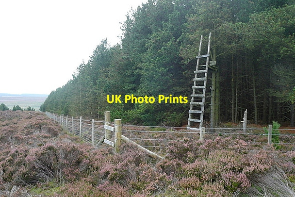 Photo 6"x4" Wheeldale Plantation Collier Gill c2011