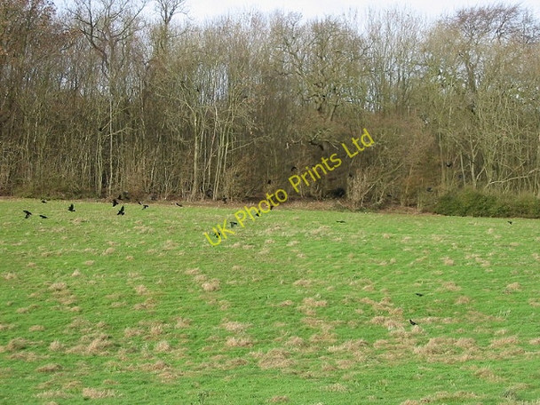 Photo 6"x4" Crows (or possibly rooks!) from Crows Camp Road. Bishopsbourne c2007