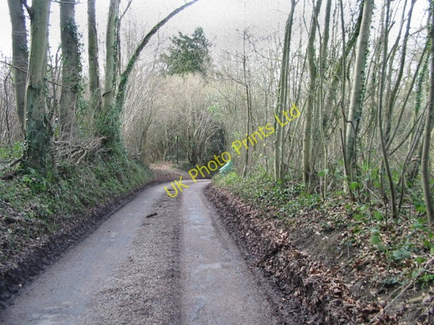 Photo 6"x4" In the woods on Woodgate. Lynsore Bottom c2007