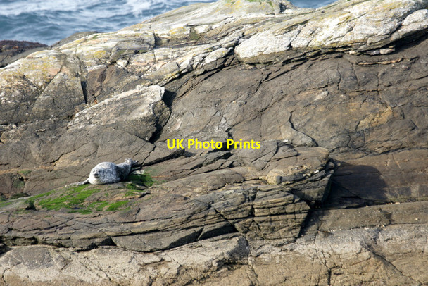 Photo 6"x4" Common Seal (Phoca vitulina) on a rock off Spoo Ness, Westing Westing\/HP5705 c2011