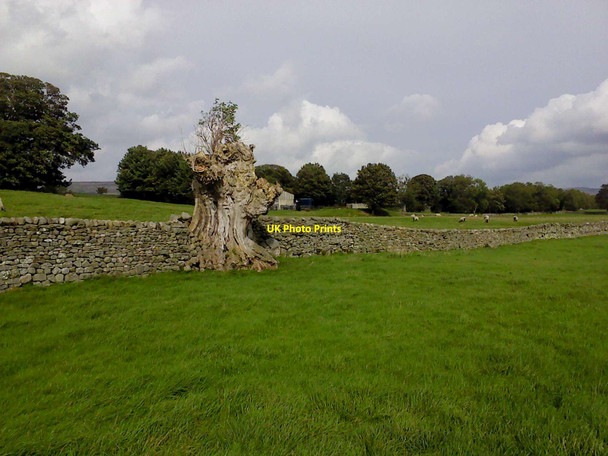 Photo 6"x4" Ancient Giant Carperby\/SE0089 c2011