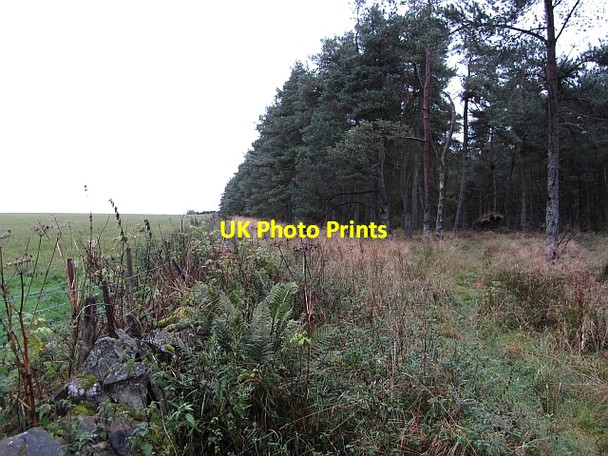 Photo 6"x4" Woodland edge Over Finlarg c2011