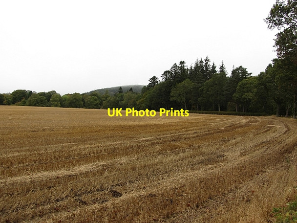 Photo 6"x4" Stubble, Cortachy Cortachy c2011