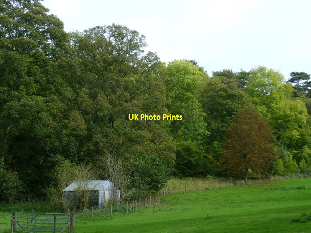 Photo 6"x4" Shed in clearing near Laverstoke Laverstoke c2011