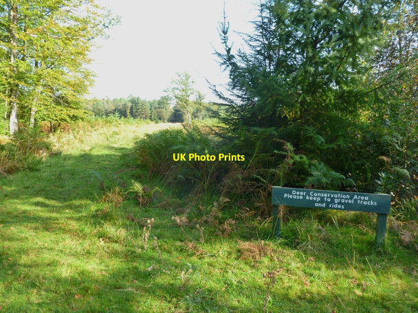 Photo 6"x4" Poundhill Inclosure, conservation area North Weirs c2011