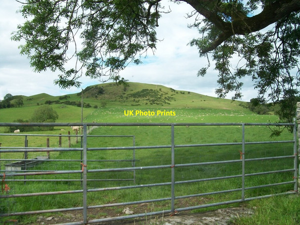 Photo 6"x4" Sheep on the slopes of Slibh na Cailli Drumone c2011
