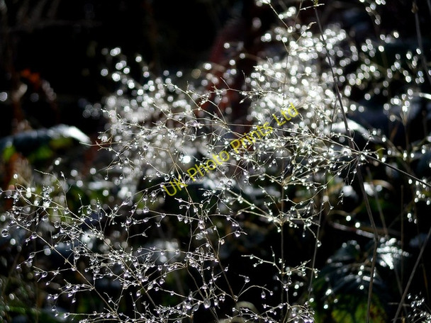 Photo 6"x4" Melted frost Kings Clipstone c2007