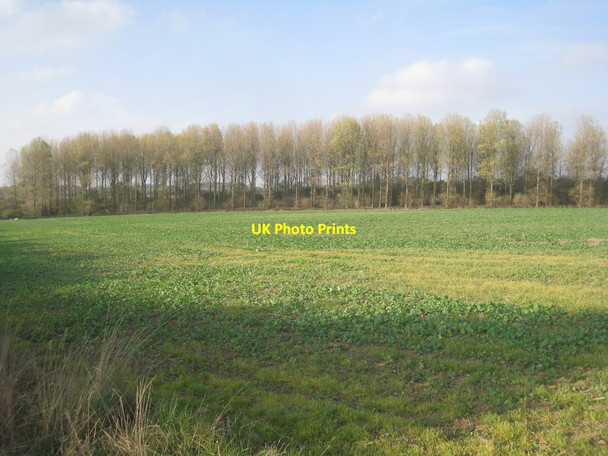 Photo 6"x4" Plantation near Keelby Keelby c2011