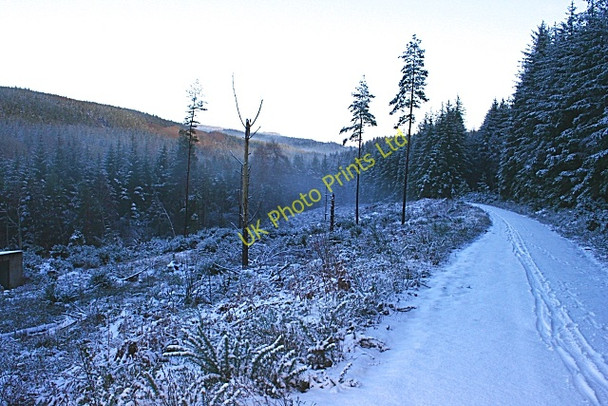 Photo 6"x4" Forest Road Fochabers c2007 P1