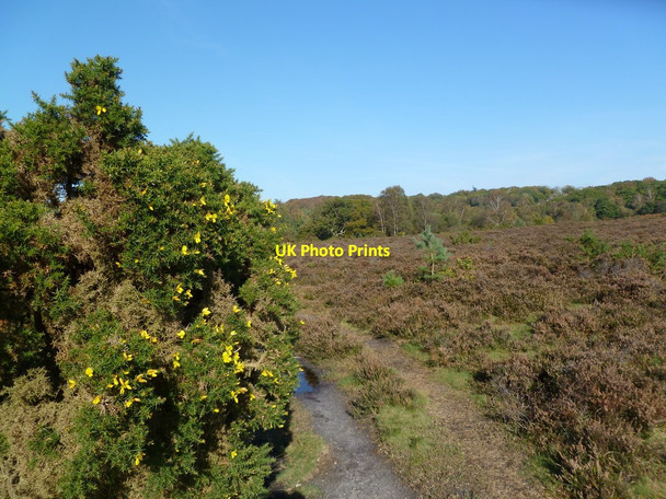 Photo 6"x4" Church Moor, gorse Burley Beacon c2011