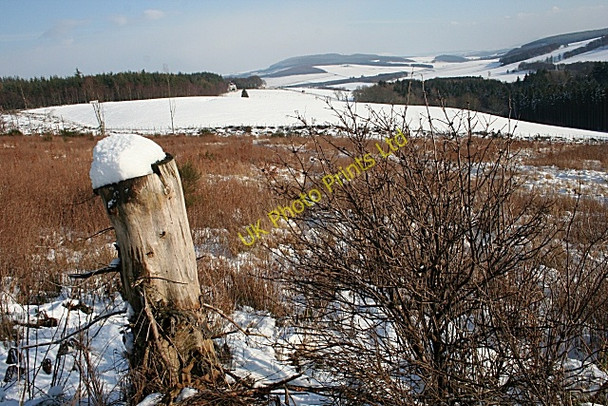 Photo 6"x4" Cleared Forest Mulben c2007