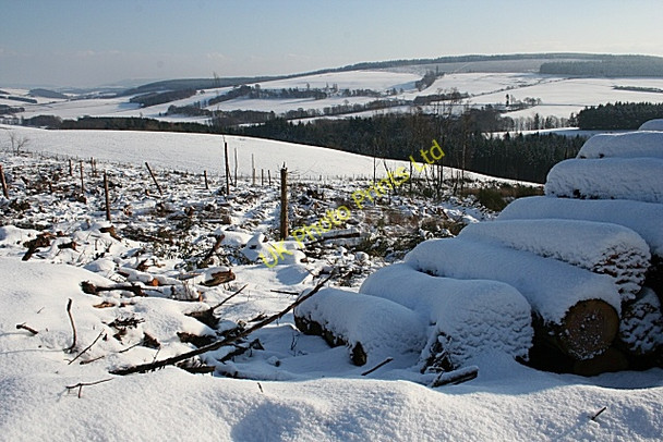 Photo 6"x4" Clear Felled Forest Mulben c2007
