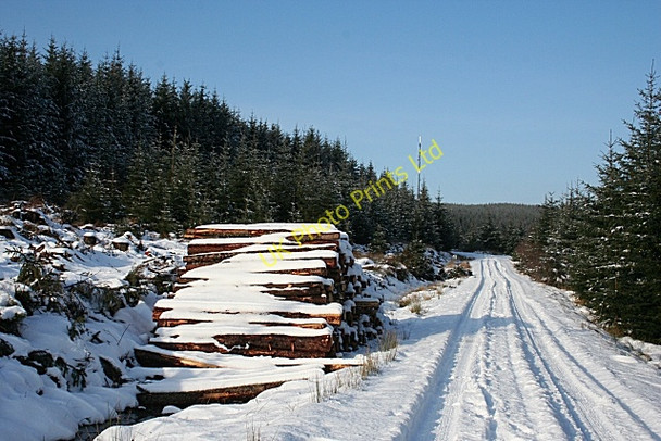 Photo 6"x4" Forest Road Maggieknockater c2007