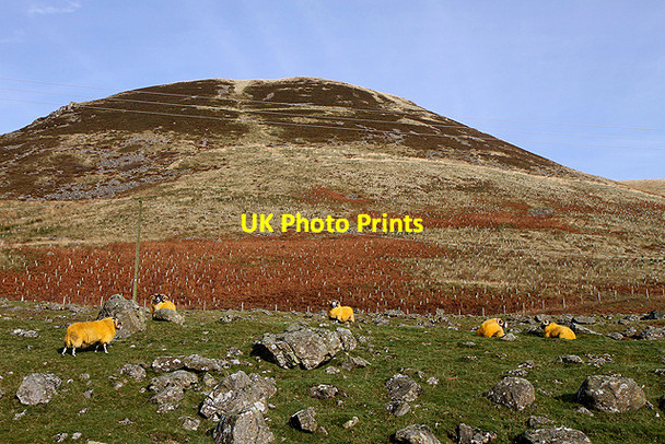 Photo 6"x4" Sheep at Winterhopeburn Craigierig c2011