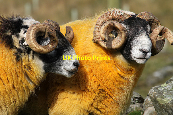 Photo 6"x4" Sheep at Winterhopeburn Craigierig c2011 P2
