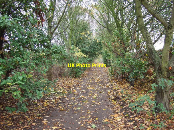 Photo 6"x4" Green Mile Lane Barnby Moor c2011