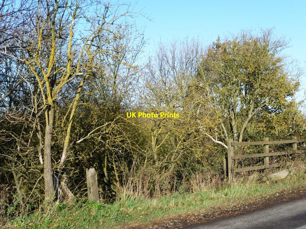 Photo 6"x4" Yellow lichen on roadside trees Foulby c2011