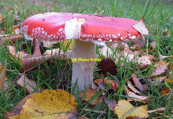 Photo 6"x4" Fly agaric (2) Welburn\/SE7267 c2011