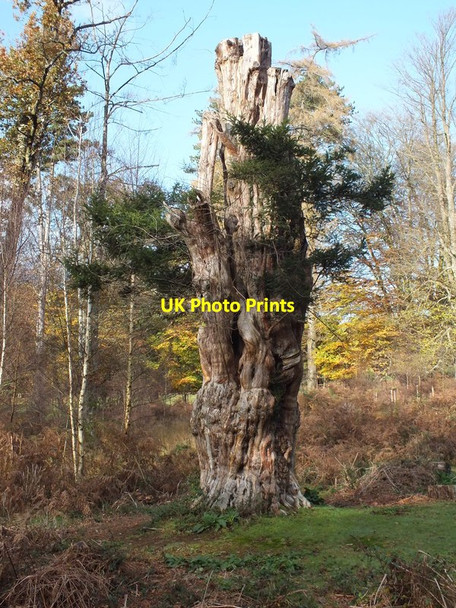 Photo 6"x4" Standing (almost) deadwood Stoney Cross c2011