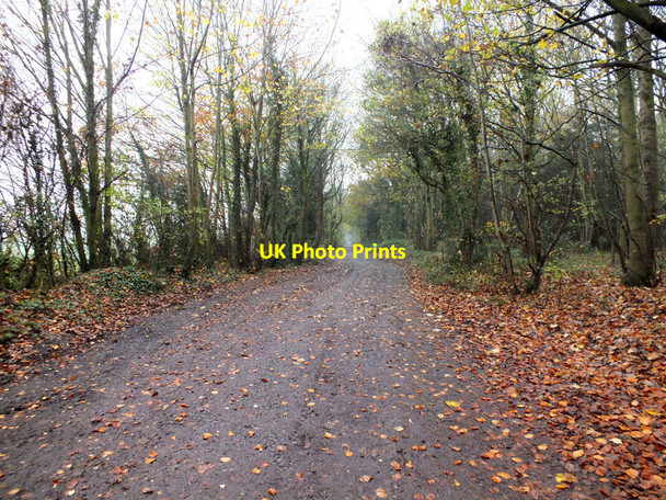 Photo 6"x4" Old Shaftesbury Drove Bulbridge c2011