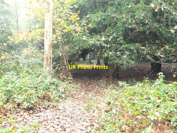 Photo 6"x4" Into the trees Bulbridge c2011