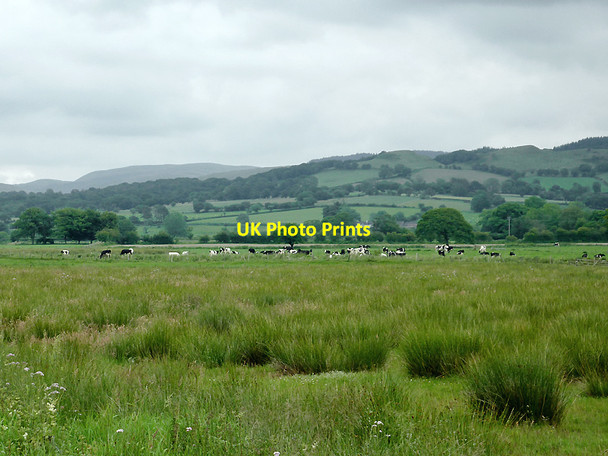 Photo 6"x4" Rough pasture near Pontrhydfendigaid, Ceredigion Swyddffynnon c2011