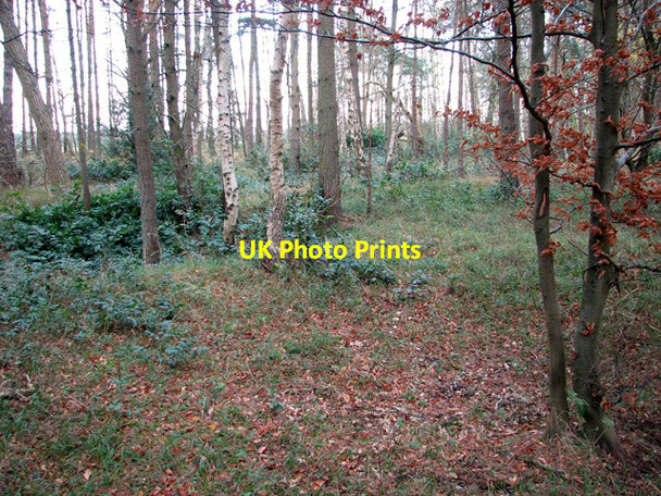 Photo 6"x4" On the edge of Ling Heath, Brandon Brandon\/TL7886 c2011