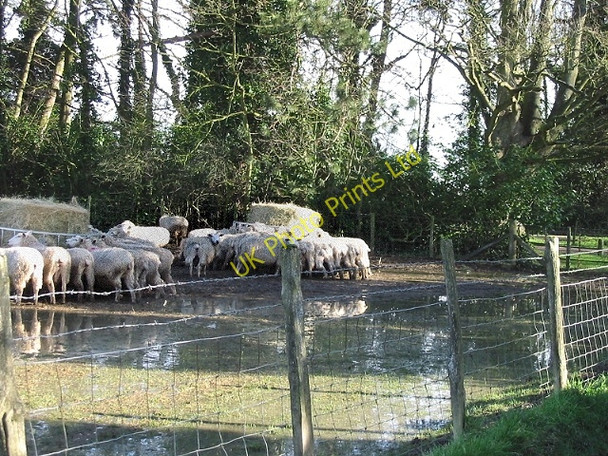 Photo 6"x4" Feeding time for the sheep Upper Hardres Court c2007
