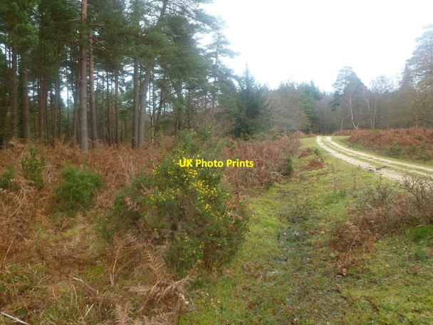 Photo 6"x4" Burley Old Inclosure, gorse Burley Lawn c2011