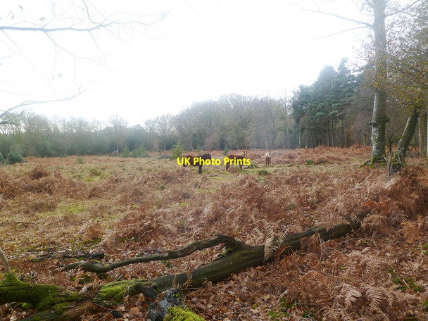 Photo 6"x4" Burley Old Inclosure, ponies Burley Lawn c2011