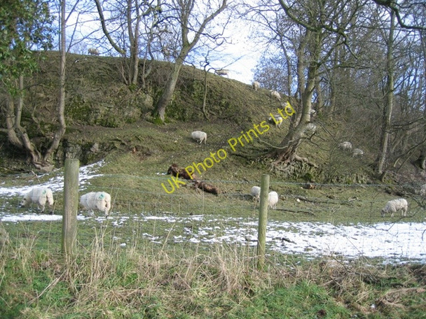 Photo 6"x4" Sheep near Llanarmon yn Ial Bryn-yr-ogof c2007
