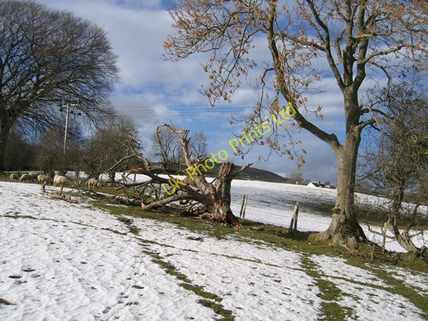 Photo 6"x4" Fallen Tree near Llanarmon yn Ial Bryn-yr-ogof c2007